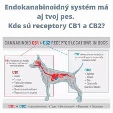 Aj pre tvojho psa je dobré CBD ❤️... - OZ Bláznivý zverinec- pomáhame  týraným a nechceným zvieratám | Facebook