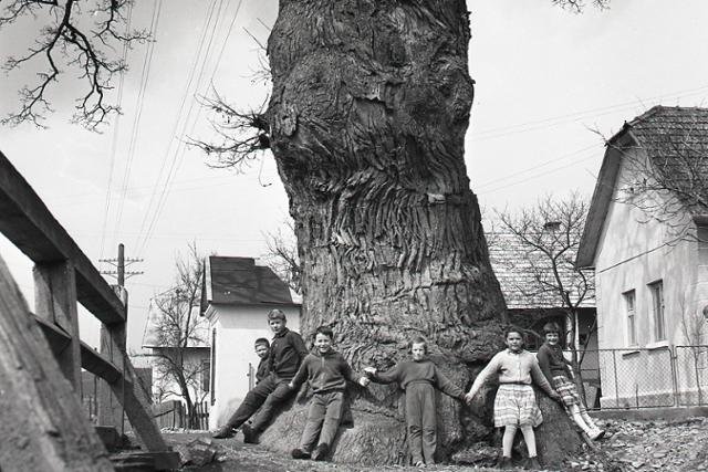 Najstarším stromom na Slovensku je pravdepodobne dub v Dubinnom pri Bardejove